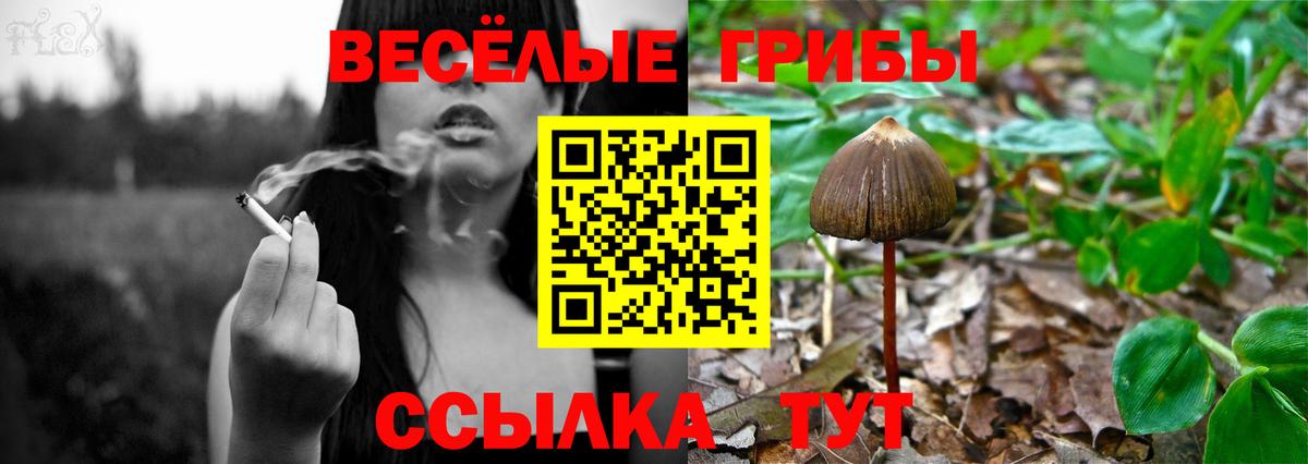Псилоцибиновые грибы GOLDEN TEACHER Казань